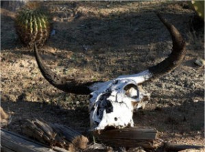 Public domain image of decomposing cow skull in desert